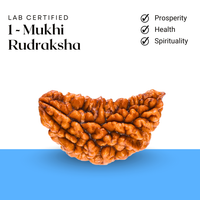 Rudraksha Nepal 1 Mukhi – Symbol of Lord Shiva for Spiritual Awakening, Focus, and Inner Peace – Suitable for Unisex