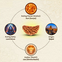 Load image into Gallery viewer, Lab-certified 1-Mukhi Rudraksha associated with Lord Shiva and Surya, ideal for Leo zodiac, promoting prosperity, health.