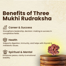 Load image into Gallery viewer, Three Mukhi Rudraksha bead symbolically connected to clarity, emotional stability, and traditional success attributes.
