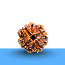 Load image into Gallery viewer, Natural 4 Mukhi Rudraksha with lab certification, associated with spirituality, wellbeing, and career enhancement.