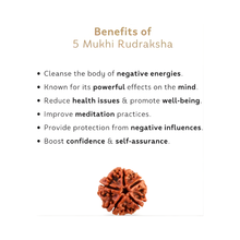 Load image into Gallery viewer, Natural 5 Mukhi Rudraksha associated with wellbeing, calmness, and meditation support, shown in a clear studio shot.