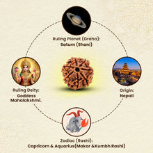 Load image into Gallery viewer, 7-Mukhi Rudraksha, ruled by Shani, associated with Goddess Lakshmi, and beneficial for Makar & Kumbh Rashi