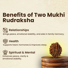 Load image into Gallery viewer, Rudraksha 2 Mukhi – Symbol of Unity, Harmony, and Emotional Balance – Suitable for Unisex