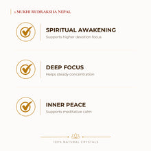 Load image into Gallery viewer, 1 Mukhi Rudraksha Nepal Rudraksha benefits for calm mind and stress relief, explained in an Evashu natural-crystal guide