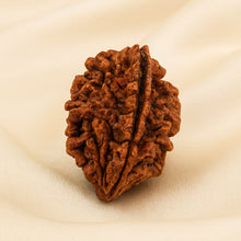 Load image into Gallery viewer, 2 Mukhi Rudraksha displayed fully on white silk cloth to show its natural colour, shape and finish