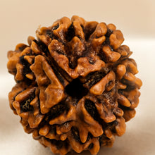 Load image into Gallery viewer, Close-up of authentic natural Rudraksha showing crystal texture, colour and craftsmanship – rudraksha 4 mukhi symbol of knowledge creativity and clear