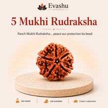 Load image into Gallery viewer, Authentic natural 5 Mukhi Rudraksha for Peace and Protection, shown as the main Evashu product view