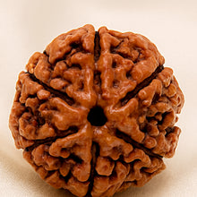 Load image into Gallery viewer, Close-up of authentic natural Rudraksha showing crystal texture, colour and craftsmanship – rudraksha 6 mukhi symbol of strength focus and emotional stability