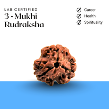 Load image into Gallery viewer, Three Mukhi Rudraksha bead by Evshu Crystals, lab verified and representing health, spirituality, and career balance.