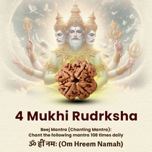 Load image into Gallery viewer, Natural 4 Mukhi Rudraksha linked with improved concentration and balanced energy, shown in a simple studio shot.
