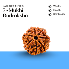 Load image into Gallery viewer, Lab Certified 7-Mukhi Rudraksha bead representing wealth, health, and spiritual growth.