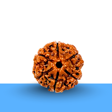 Load image into Gallery viewer, Natural 6 Mukhi Rudraksha with lab certification, symbolizing health, spirituality, and success.