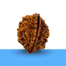 Load image into Gallery viewer, Natural 2 Mukhi Rudraksha linked with peace, stability, and balanced energies