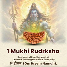 Load image into Gallery viewer, Lab-certified 1-Mukhi Rudraksha bead associated with Lord Shiva, symbolizing prosperity, health, and spiritual growth.
