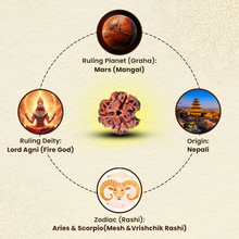 Load image into Gallery viewer, Rudraksha 3 Mukhi – Symbol of Purification, Confidence, and Inner Strength – Suitable for Unisex
