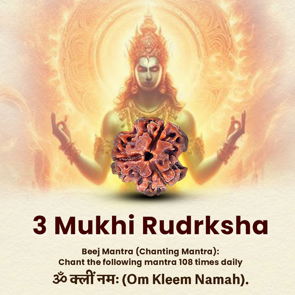 Rudraksha 3 Mukhi – Symbol of Purification, Confidence, and Inner Strength – Suitable for Unisex