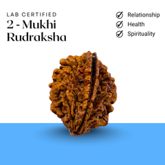 2 Mukhi Rudraksha traditionally associated with harmony, emotional balance, and unity, photographed