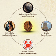 Load image into Gallery viewer, Natural 2 Mukhi Rudraksha associated with Om Shiva, Cancer moon sign, and traditional Chandra grah symbolism.

