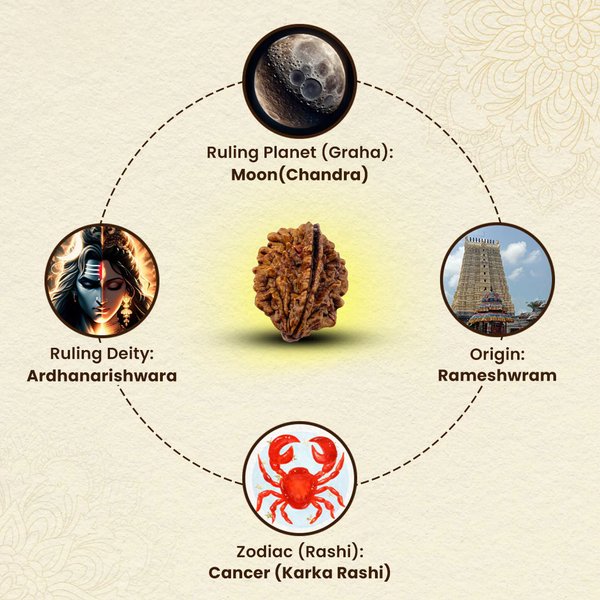 Natural 2 Mukhi Rudraksha associated with Om Shiva, Cancer moon sign, and traditional Chandra grah symbolism.