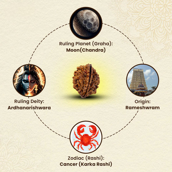 Natural 2 Mukhi Rudraksha associated with Om Shiva, Cancer moon sign, and traditional Chandra grah symbolism.