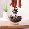 Pyrite Chips Stone – Symbol of Abundance, Confidence, and Protection – Perfect for Decoration