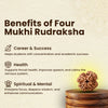 Four Mukhi Rudraksha bead symbolically connected to wisdom, academic focus, and balanced expression.