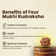 Load image into Gallery viewer, Four Mukhi Rudraksha bead symbolically connected to wisdom, academic focus, and balanced expression.
