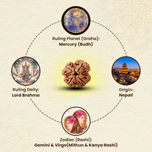 Load image into Gallery viewer, Natural Four Mukhi Rudraksha symbolically linked with Brahma and Budh grah, traditionally connected with Gemini.
