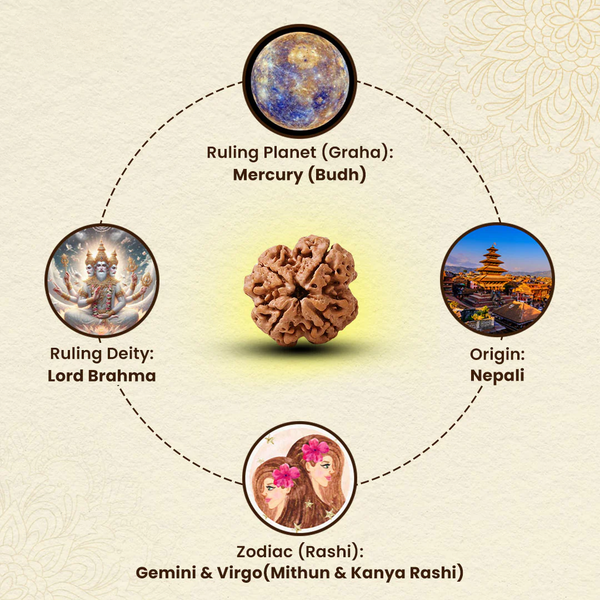 Natural Four Mukhi Rudraksha symbolically linked with Brahma and Budh grah, traditionally connected with Gemini.