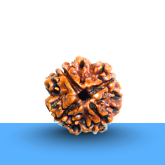 Natural 4 Mukhi Rudraksha with lab certification, associated with spirituality, wellbeing, and career enhancement.