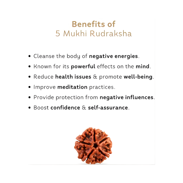 Natural 5 Mukhi Rudraksha associated with wellbeing, calmness, and meditation support, shown in a clear studio shot.