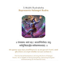 Load image into Gallery viewer, Natural 5 Mukhi Rudraksha symbolically linked to Kalaagni Rudra in scriptures, displayed clearly for detail.
