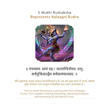 Load image into Gallery viewer, Natural 5 Mukhi Rudraksha symbolically linked to Kalaagni Rudra in scriptures, displayed clearly for detail.
