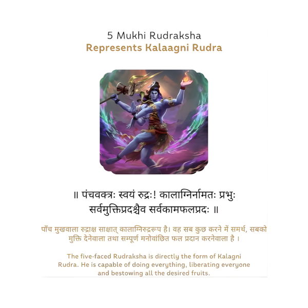 Natural 5 Mukhi Rudraksha symbolically linked to Kalaagni Rudra in scriptures, displayed clearly for detail.
