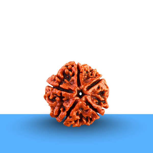 Natural 5 Mukhi Rudraksha with lab certification, associated with spirituality, wellbeing, and career focus.