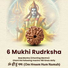 Load image into Gallery viewer, 6-Mukhi Rudraksha by Evashu Crystals, used for health, success, spiritual growth, 108 chants.
