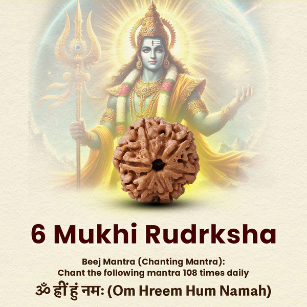 6-Mukhi Rudraksha by Evashu Crystals, used for health, success, spiritual growth, 108 chants.