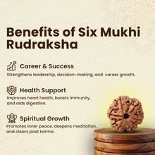 Load image into Gallery viewer, 6-Mukhi Rudraksha by Evashu Crystals, for health, success, and spiritual growth.
