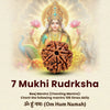7 Mukhi Rudraksha bead with natural texture, used for spiritual protection and focus.
