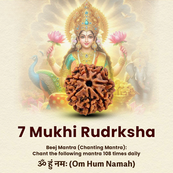 7 Mukhi Rudraksha bead with natural texture, used for spiritual protection and focus.