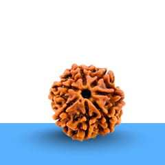7-Mukhi Rudraksha, lab certified, placed on a soft white blurred background in clear focus.