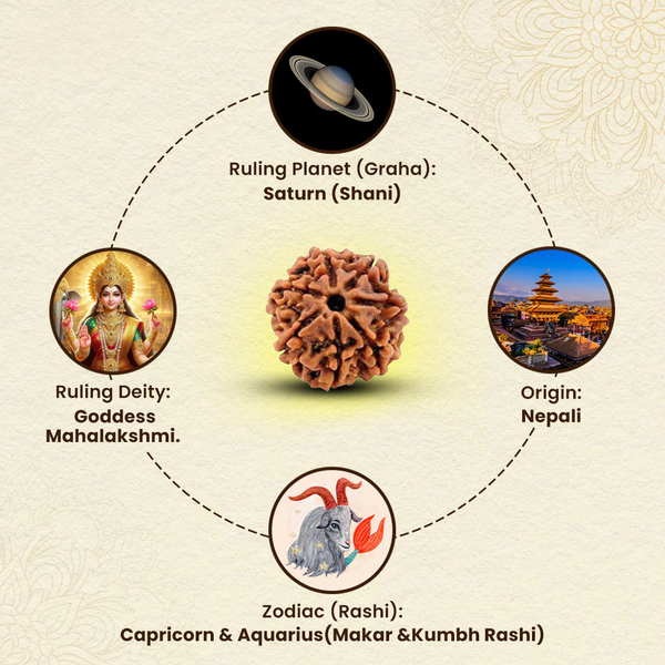 7-Mukhi Rudraksha, ruled by Shani, associated with Goddess Lakshmi, and beneficial for Makar & Kumbh Rashi