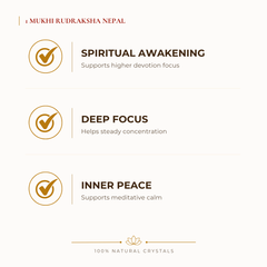 1 Mukhi Rudraksha Nepal Rudraksha benefits for calm mind and stress relief, explained in an Evashu natural-crystal guide