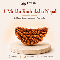 Authentic natural 1 Mukhi Rudraksha Nepal Rudraksha for Spiritual Awakening and Deep Focus, shown as the main Evashu product view