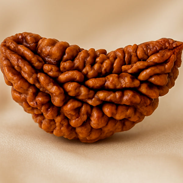 Close-up of authentic natural Rudraksha showing crystal texture, colour and craftsmanship