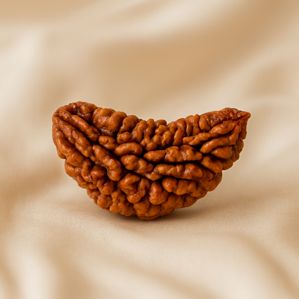 1 Mukhi Rudraksha displayed fully on white silk cloth to show its natural colour, shape and finish