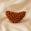 1 Mukhi Rudraksha Nepal Rudraksha displayed fully on white silk cloth to show its natural colour, shape and finish