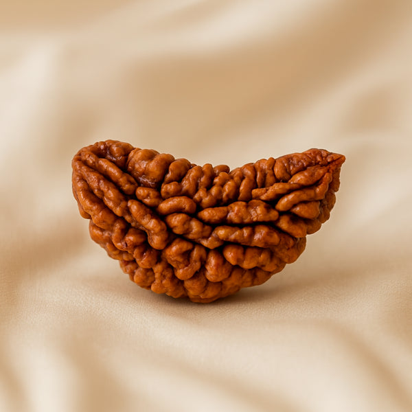 1 Mukhi Rudraksha Nepal Rudraksha displayed fully on white silk cloth to show its natural colour, shape and finish