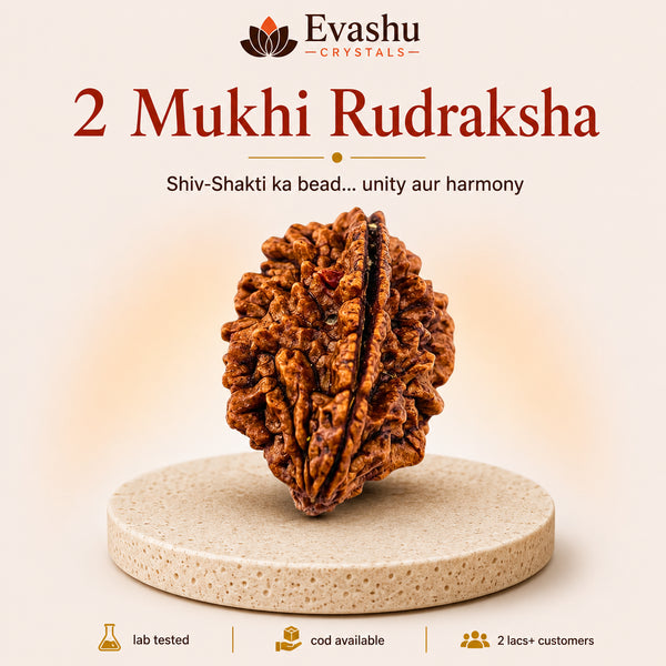 Authentic natural 2 Mukhi Rudraksha for Relationship Harmony and Unity Energy, shown as the main Evashu product view