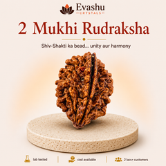 Authentic natural 2 Mukhi Rudraksha for Relationship Harmony and Unity Energy, shown as the main Evashu product view